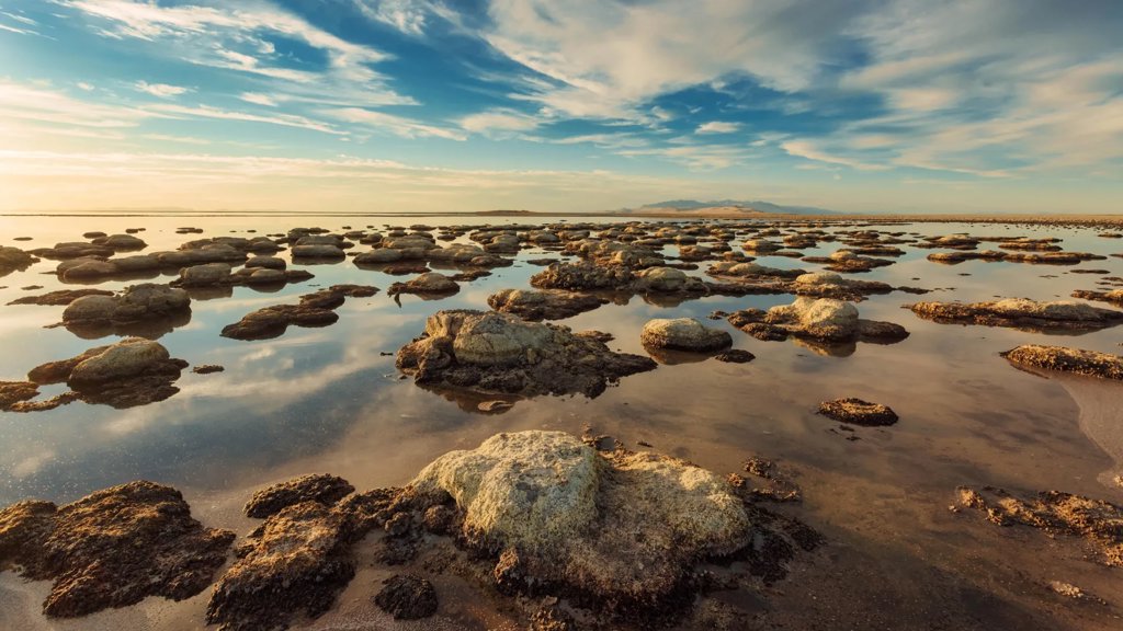 A never-before-seen creature has been found in the Great Salt Lake | ScienceDaily