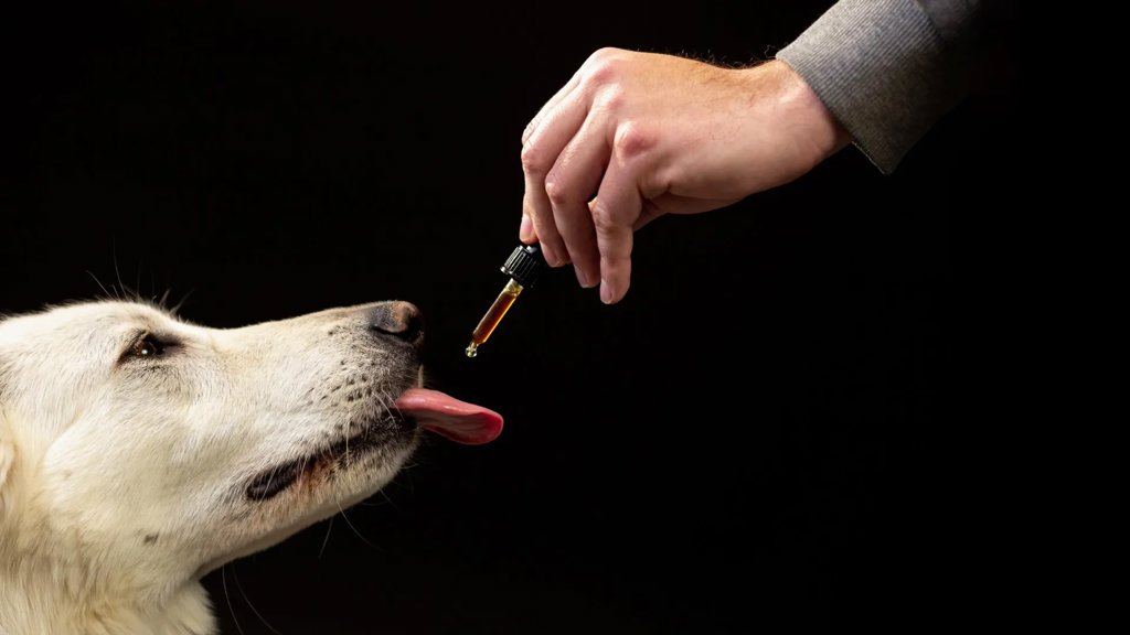 Scientists studied 47,000 dogs on CBD and found a surprising behavior shift | ScienceDaily