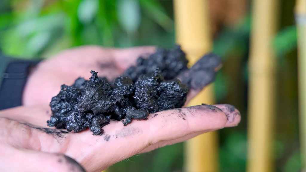 Scientists found the soil secret that doubles forest regrowth | ScienceDaily