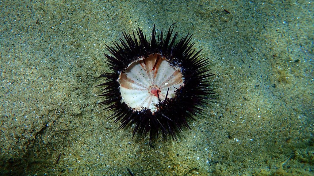 A silent ocean pandemic is wiping out sea urchins worldwide | ScienceDaily