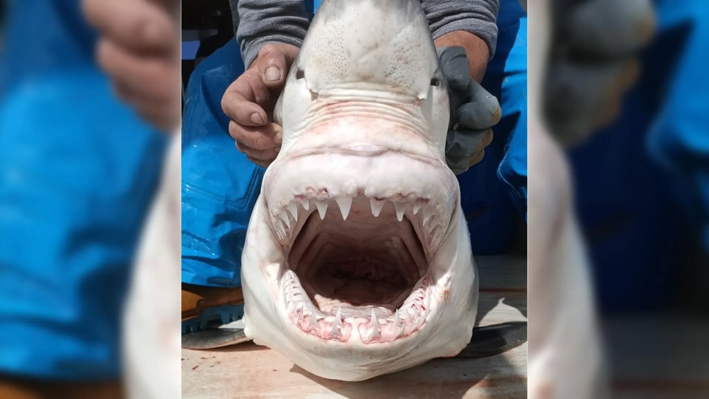 A “ghost” great white shark just reignited a 160-year Mediterranean mystery | ScienceDaily