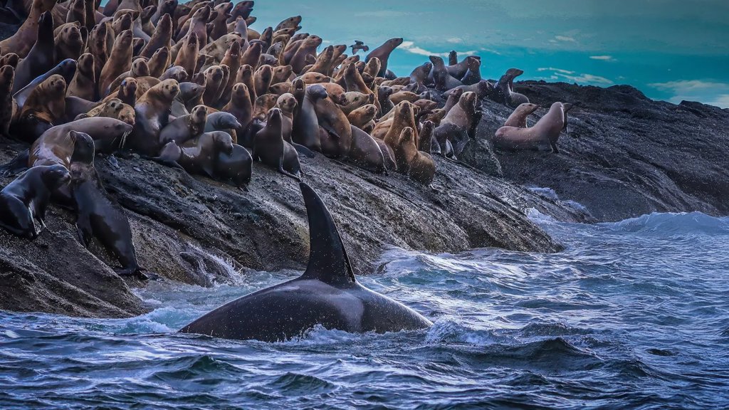 New research uncovers hidden divide in West Coast killer whales | ScienceDaily