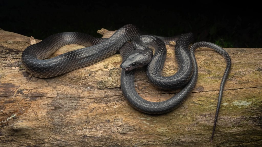 A mysterious black snake hidden for centuries is now named for Steve Irwin | ScienceDaily