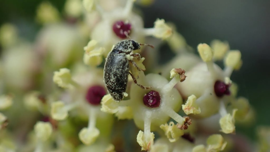 Scientists discovered a secret deal between a plant and beetles | ScienceDaily