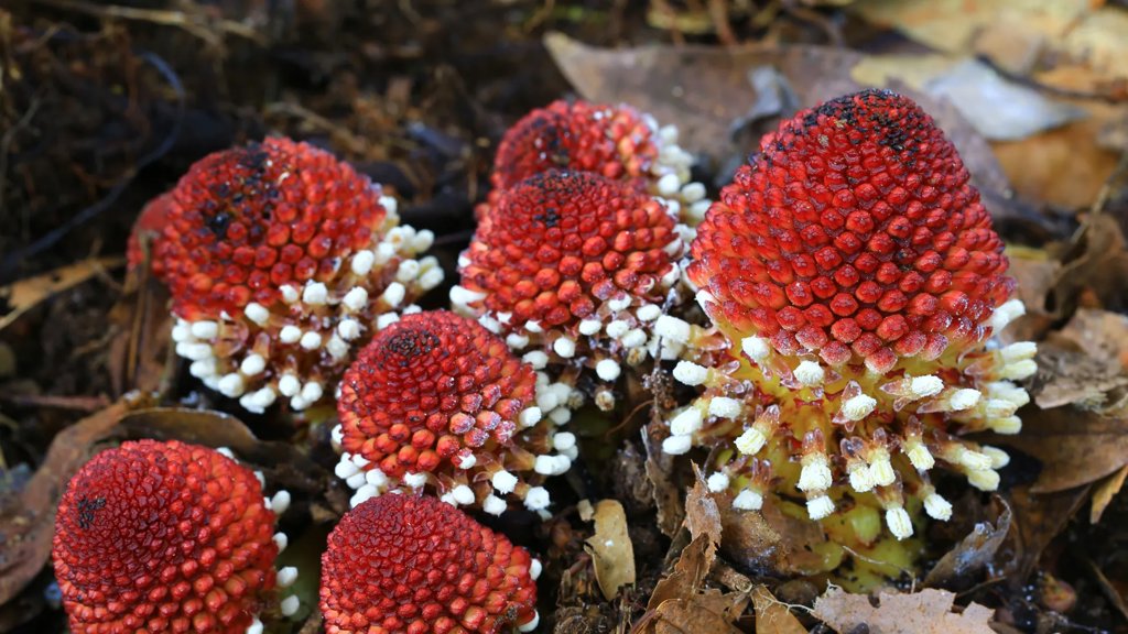Researchers find how plants survive without sunlight or sex | ScienceDaily