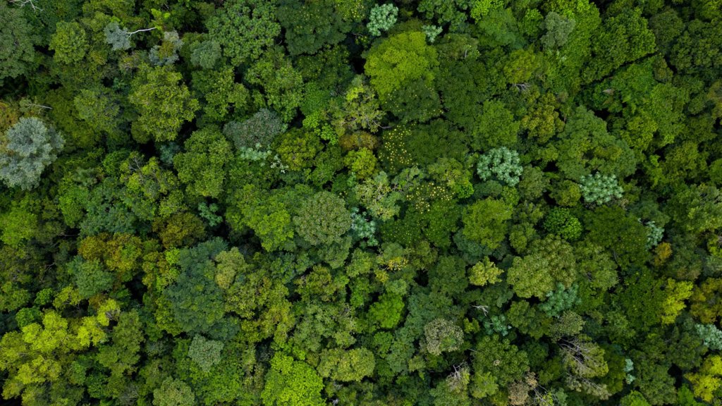 Forty years of forest data reveal a changing Amazon | ScienceDaily
