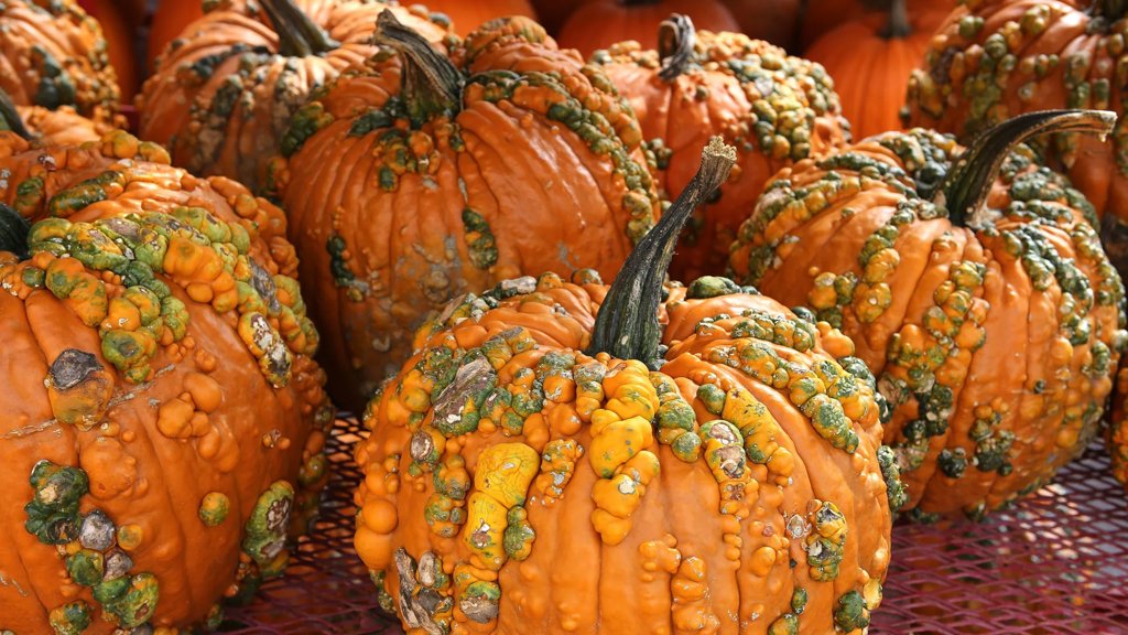 Your pumpkin might be hiding a toxic secret | ScienceDaily