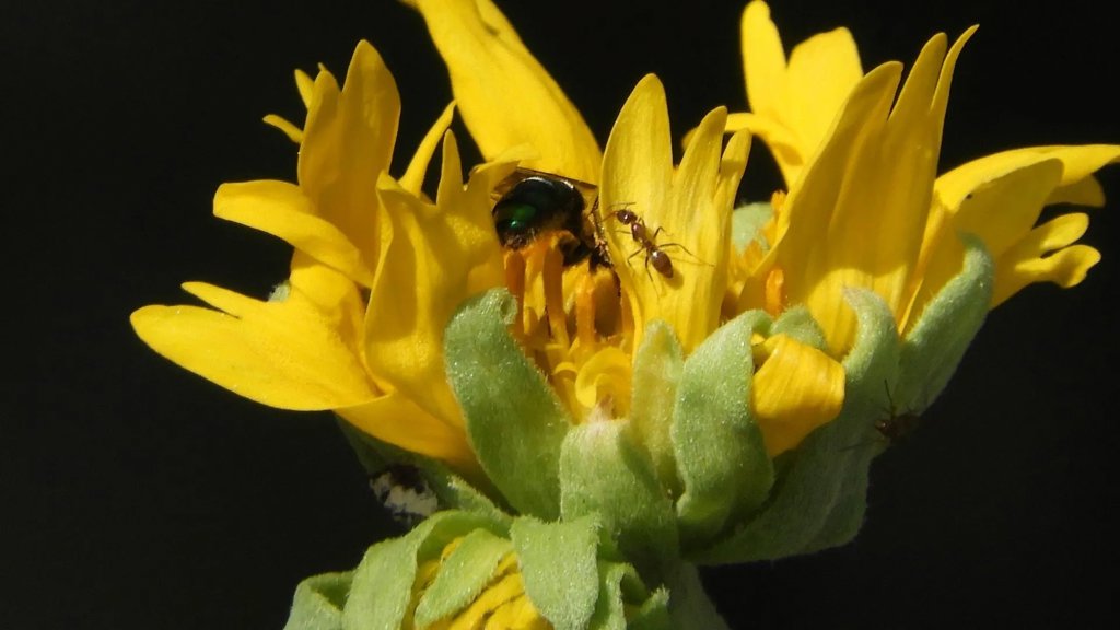 Nectar wars between bumble bees and invasive ants drain the hive | ScienceDaily