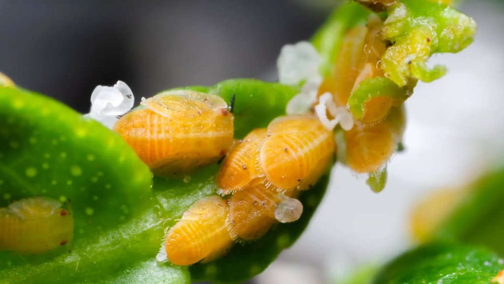 A tiny citrus pest is hiding a biological mystery never seen before | ScienceDaily