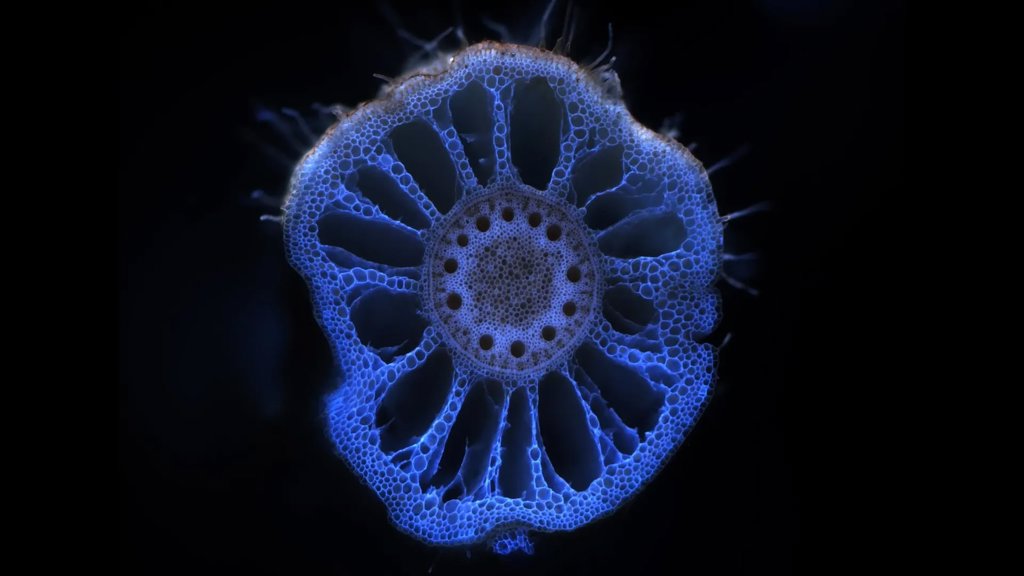 Soil microbes remember drought and help plants survive | ScienceDaily