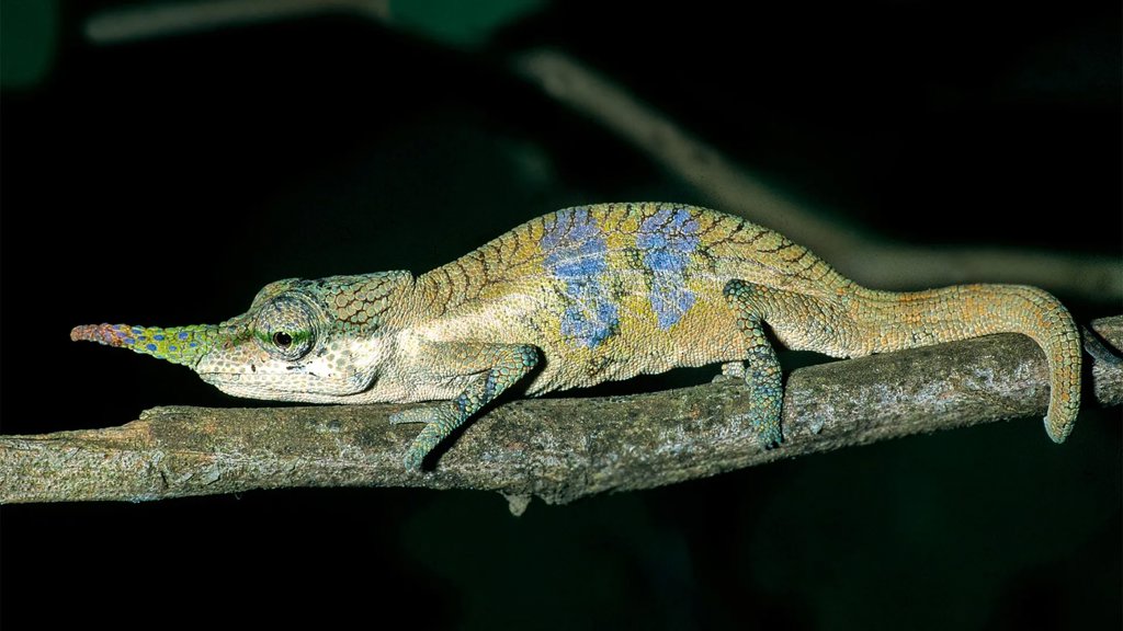 A long-nosed chameleon hid its true identity for 150 years | ScienceDaily