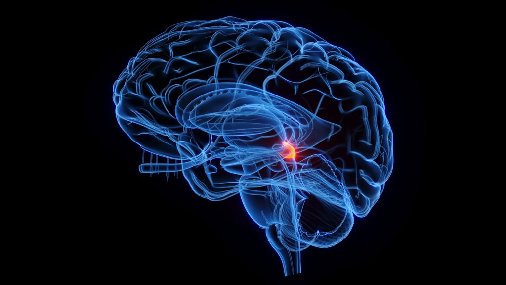 A 500-million-year-old brain "radar" still shapes how you see | ScienceDaily