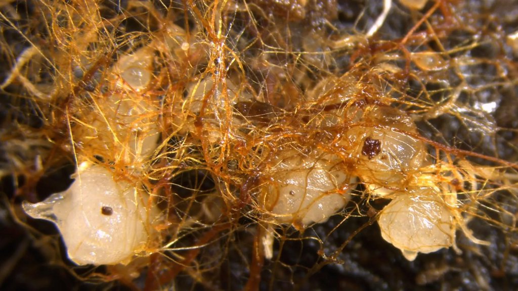 Scientists discover orchids sprouting from decaying wood | ScienceDaily