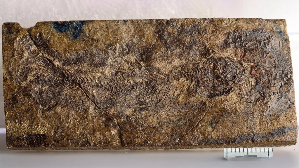 Hidden for 70 million years, a tiny fossil fish is rewriting freshwater evolution | ScienceDaily