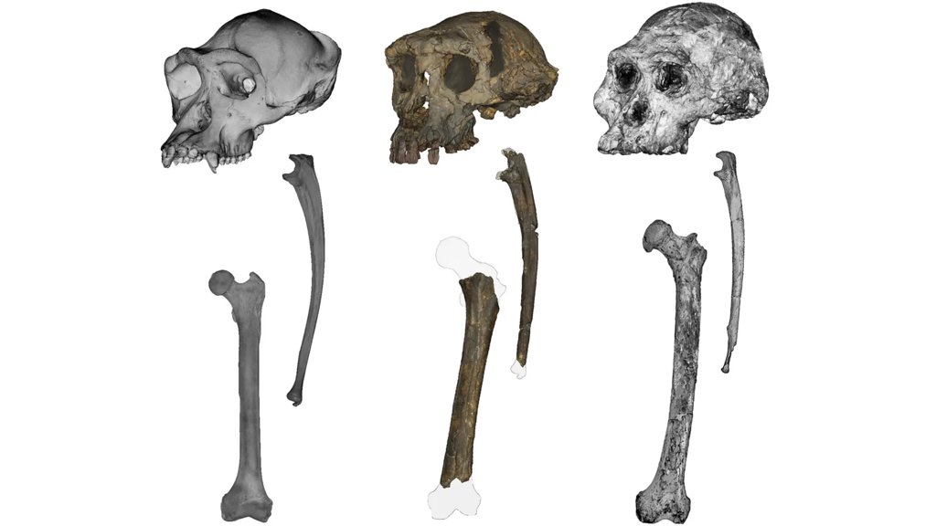 This ancient fossil could rewrite the story of human origins | ScienceDaily