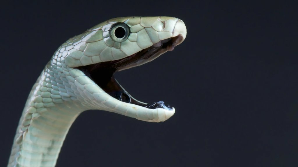 Black mamba venom has a deadly hidden second strike | ScienceDaily