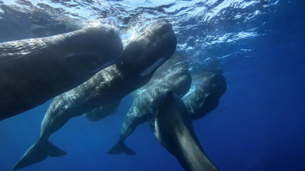 Sperm whales caught headbutting each other on camera for the first time | ScienceDaily