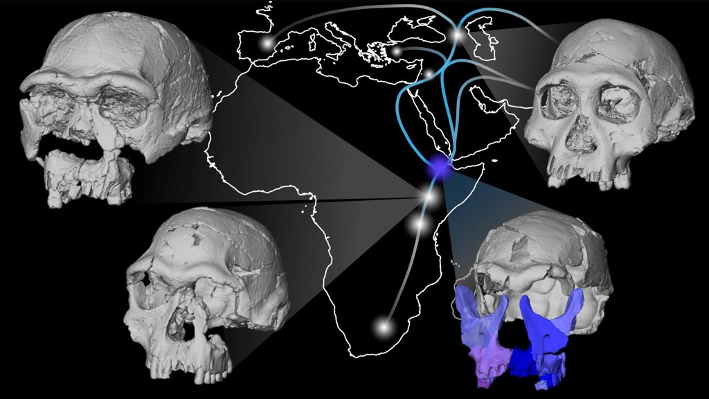 Scientists reveal a 1.5-million-year-old human face | ScienceDaily