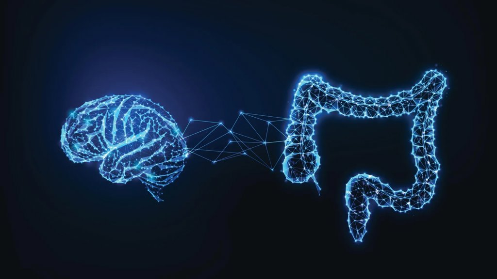 Scientists discover hidden gut-brain circuit that triggers protein cravings | ScienceDaily