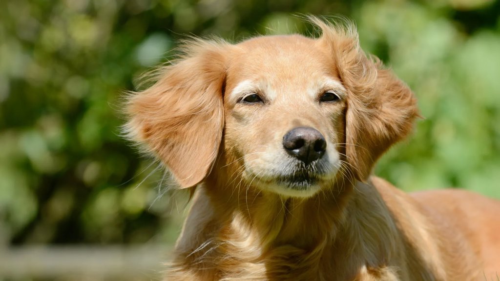 Dogs may hold surprising clues to human longevity | ScienceDaily