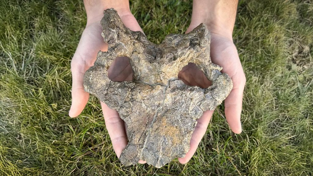 Stunning 150-million-year-old stegosaur skull rewrites dinosaur evolution | ScienceDaily
