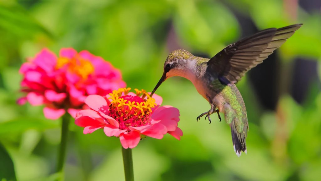 Scientists just discovered bees and hummingbirds are drinking alcohol | ScienceDaily