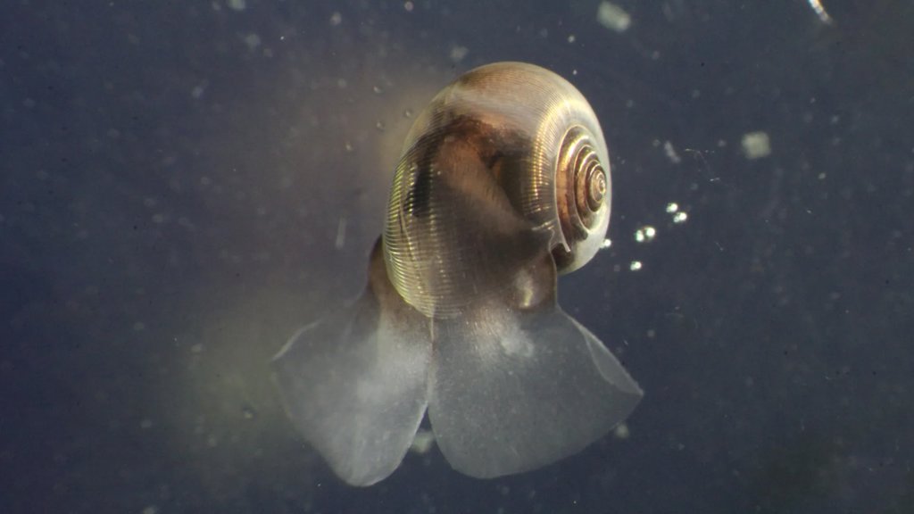 Scientists warn climate models are missing a key ocean player | ScienceDaily