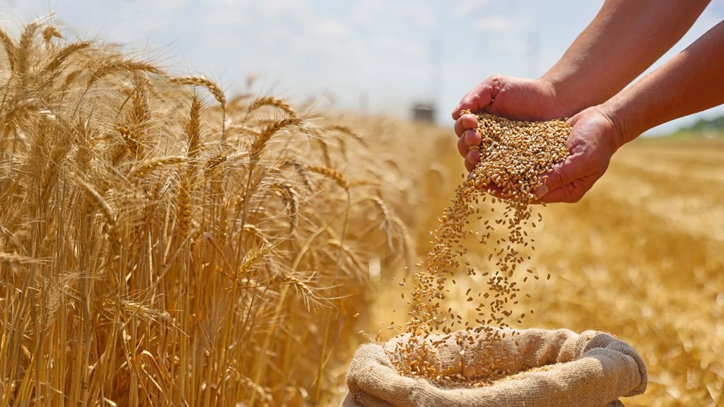 Ancient farmers accidentally created aggressive “warrior” wheat | ScienceDaily