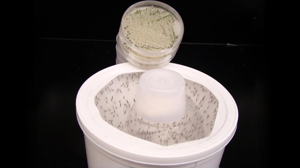 Scientists turn flower fragrance into a mosquito killer | ScienceDaily