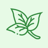 growing-basil