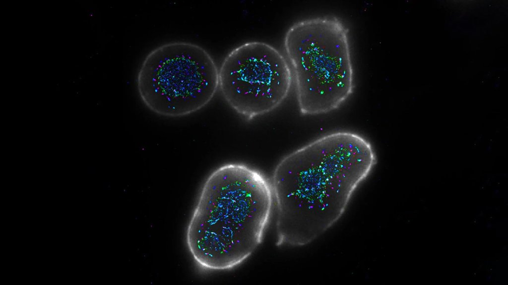 Scientists Found a Way to Supercharge the Immune System Against Cancer | ScienceDaily