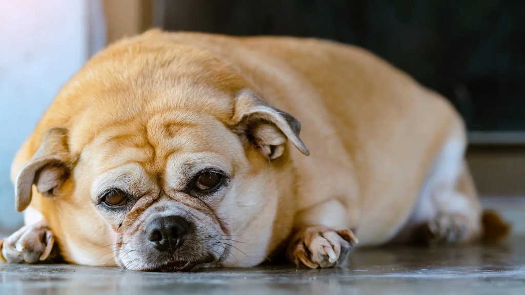 Animals are developing the same chronic diseases as humans | ScienceDaily