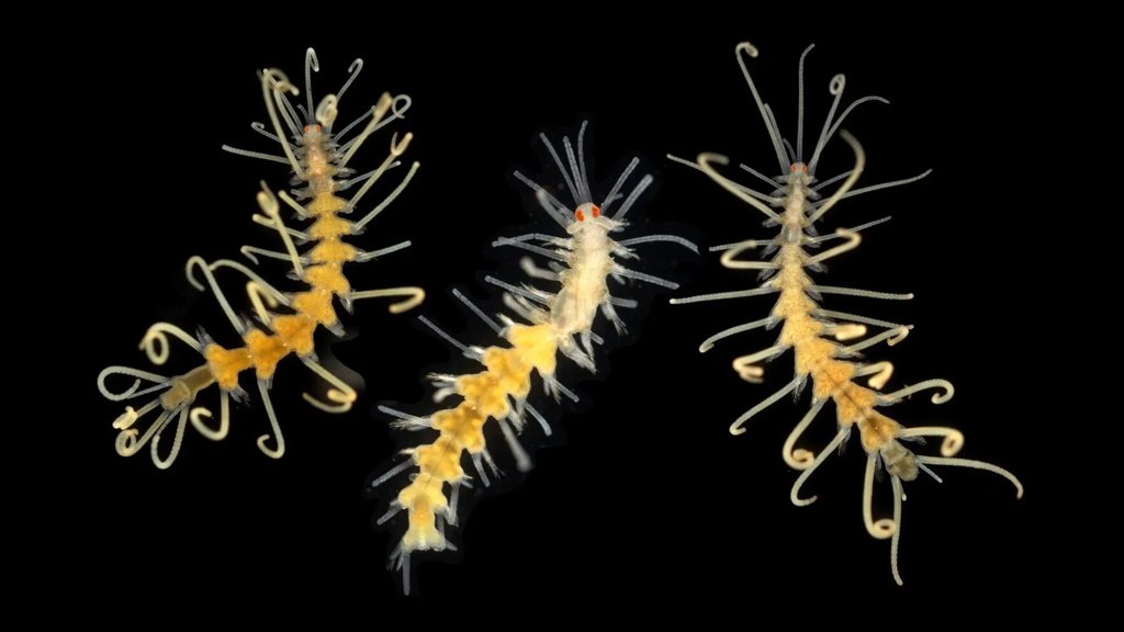 Ocean species are disappearing before scientists can even find them | ScienceDaily