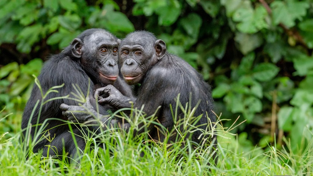 Male bonobos use hidden clues to boost mating success | ScienceDaily