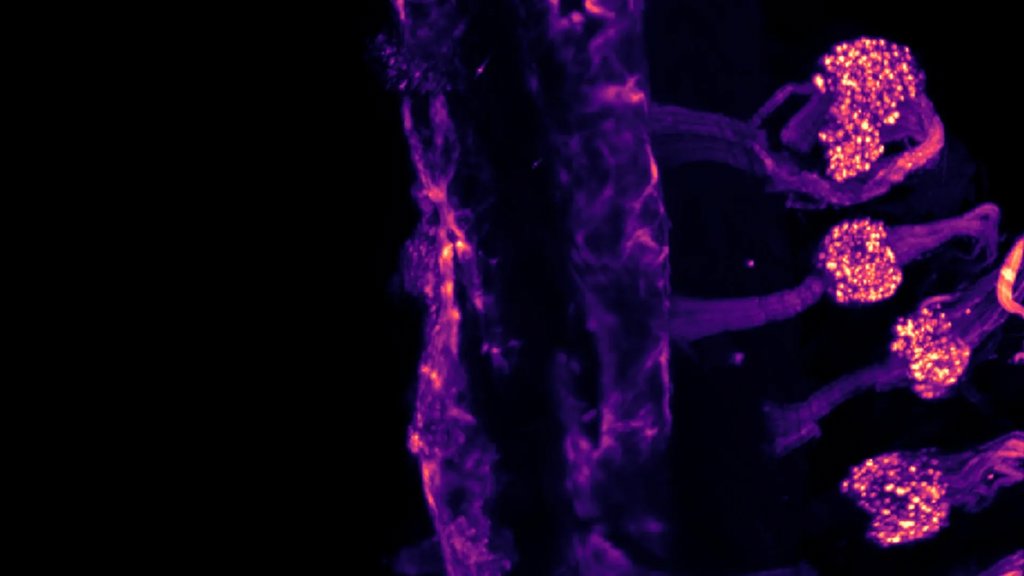 Your body feels cold in two different ways | ScienceDaily