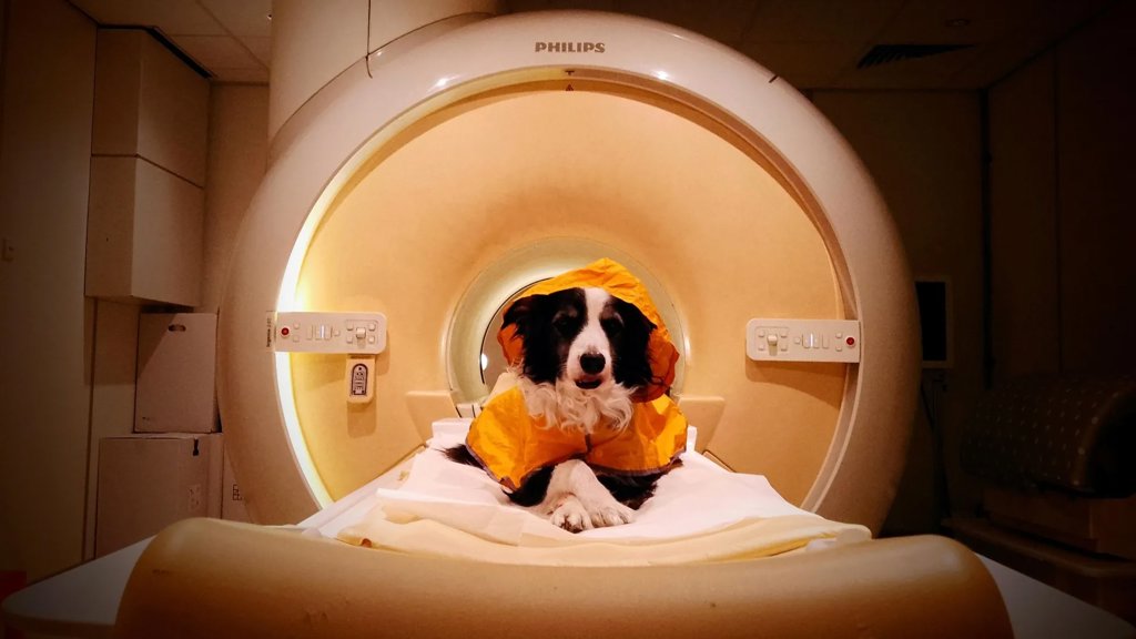 Dogs can tell fear from sadness — and scientists saw it in their brains | ScienceDaily