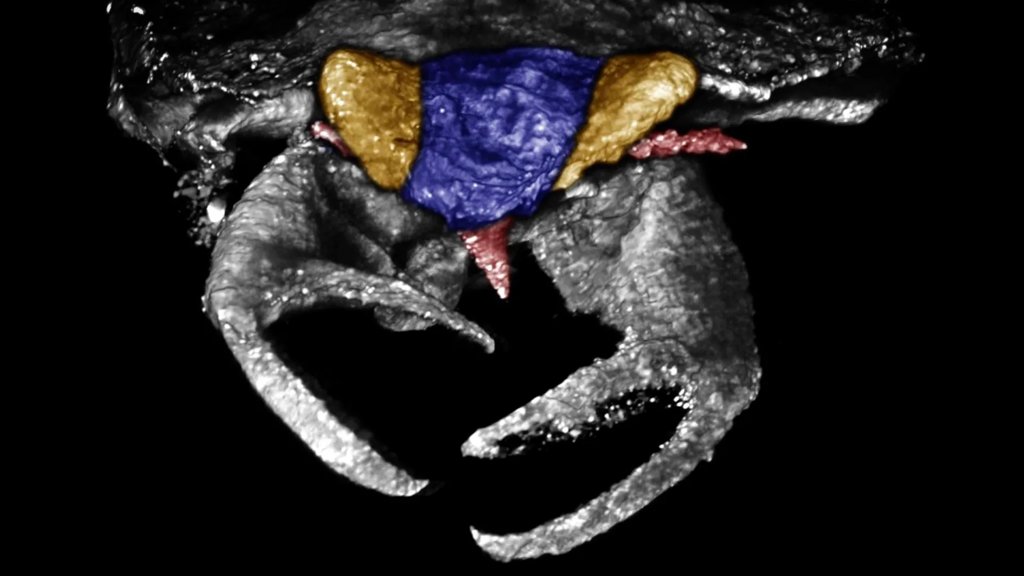 100-million-year-old bug had crab-like claws unlike any known insect | ScienceDaily