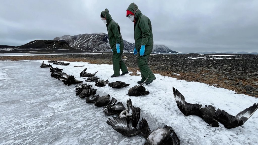 H5N1 bird flu kills more than 50 skuas in first Antarctica wildlife die off | ScienceDaily