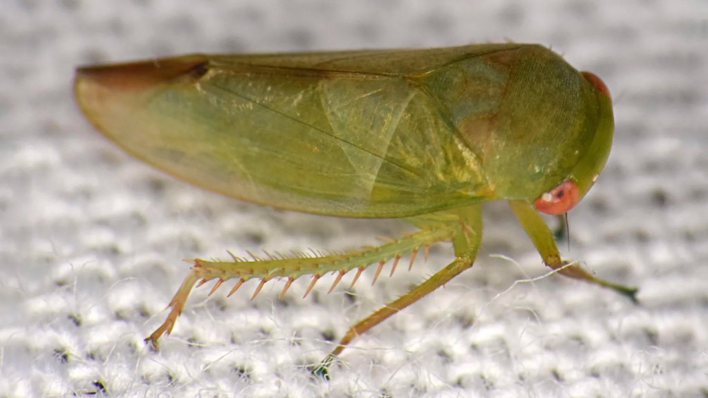 Scientists discover seven strange frog-like insects hidden in uganda’s rainforest | ScienceDaily