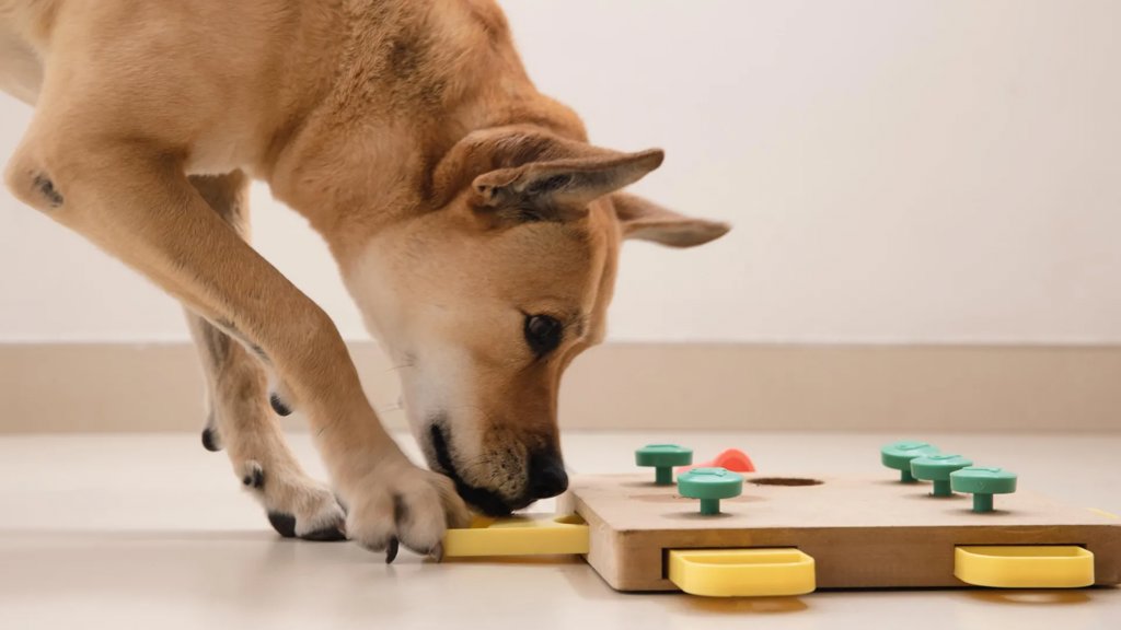 Dogs can tell how toys work without any training | ScienceDaily