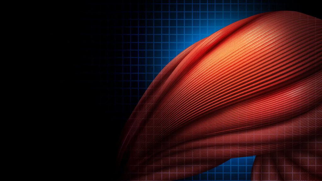 Immune cells use a surprising trick to heal muscle faster | ScienceDaily