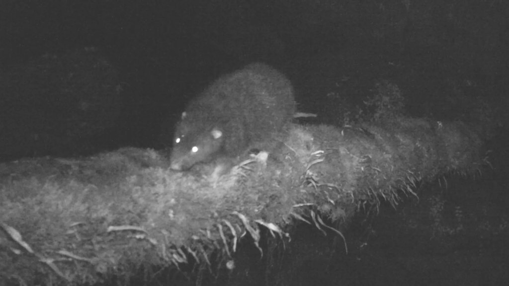 &ldquo;Lost&rdquo; giant rat found alive in Papua mountains after 30 years | ScienceDaily