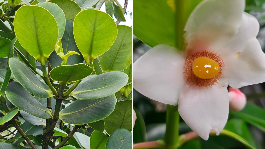 These tropical trees breathe at night to survive drought | ScienceDaily