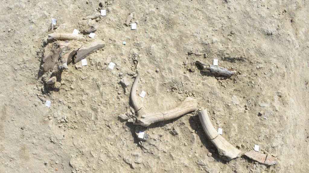 Ancient humans in Italy butchered elephants and made tools from their bones | ScienceDaily