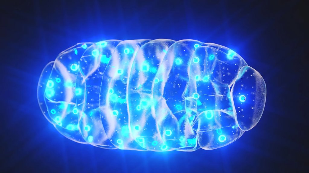 Scientists reversed memory loss by recharging the brain’s tiny engines | ScienceDaily