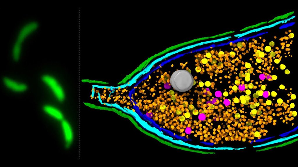Scientists discover bacteria can “explode” to spread antibiotic resistance | ScienceDaily