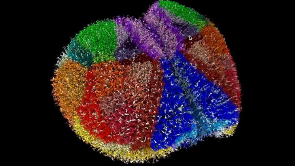 Supercomputer creates the most realistic virtual brain ever | ScienceDaily