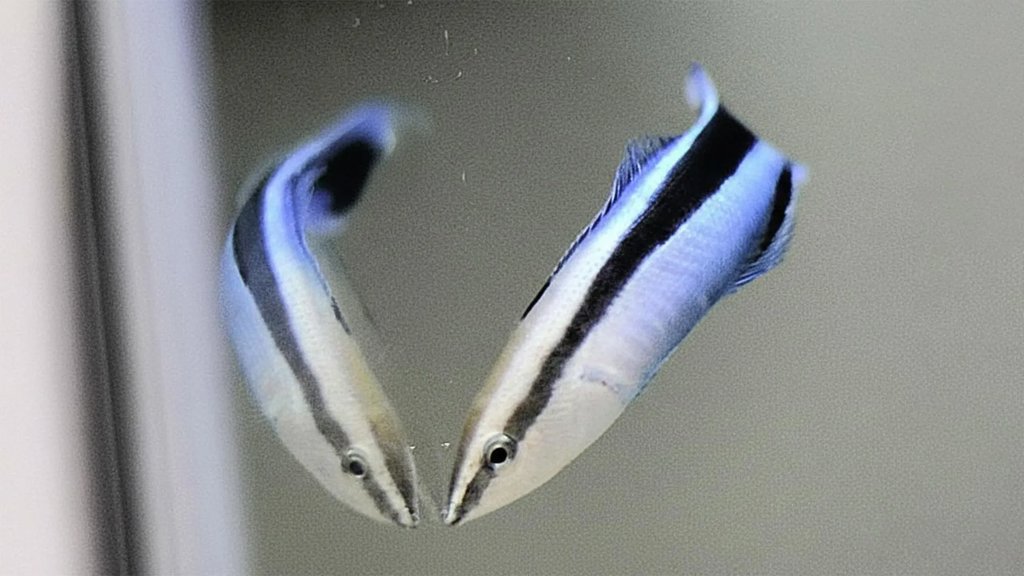 Cleaner wrasse show self awareness in stunning mirror experiments | ScienceDaily