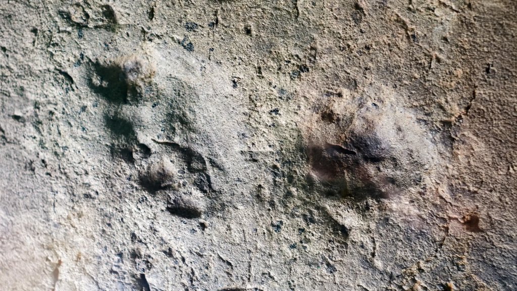 New Neanderthal footprints in Portugal reveal a life we never expected | ScienceDaily
