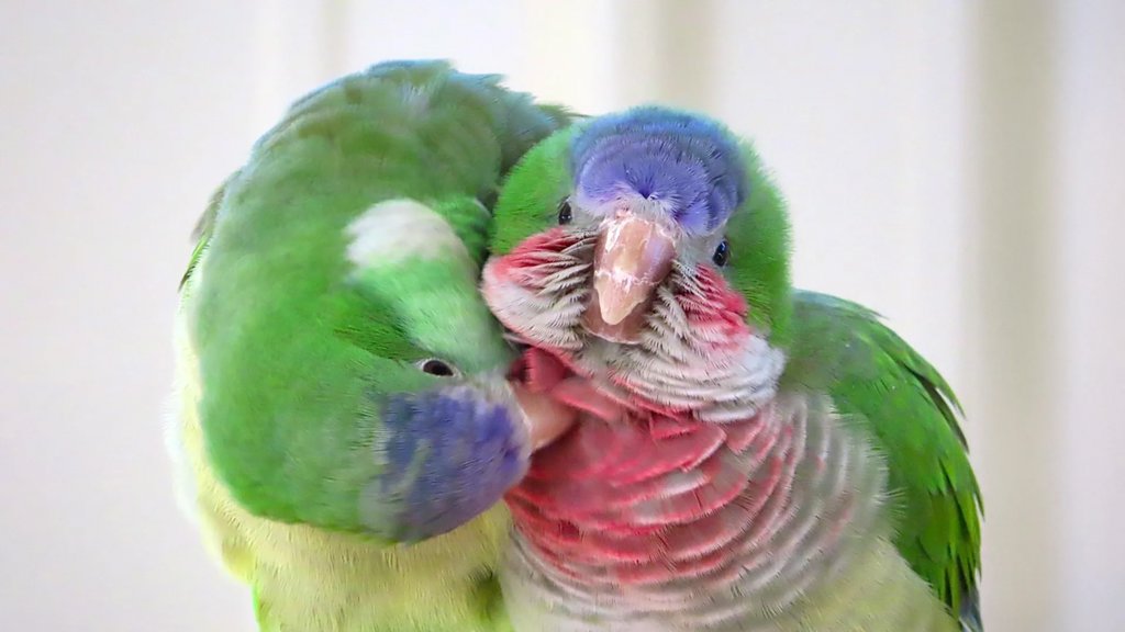 How parakeets make new friends in a surprisingly human way | ScienceDaily